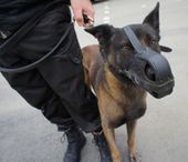 conducteur de chien casablanca maroc